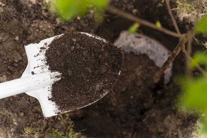 person-planting-outdoors-tree.jpg Посадка деревьев в саду