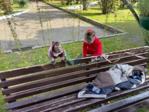 Полиция Сочи изъяла трех обезьян, двух сов и 63 кг фруктов в ходе рейда