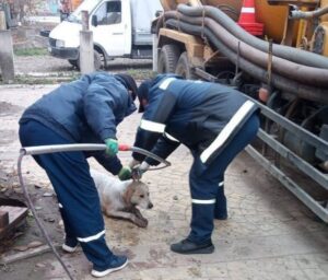Спасатели в Краснодаре достали из люка домашнюю собаку