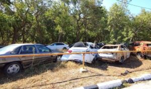 Автохлам и остатки ГСМ убивали краснокнижные деревья в Геленджике