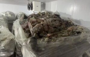 Около 30 тонн потенциально опасной рыбы нашли на складе в пригороде Краснодара
