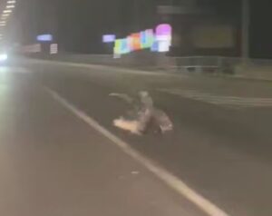 Сбежавшего от хозяина дикобраза сняли на видео в Краснодарском крае