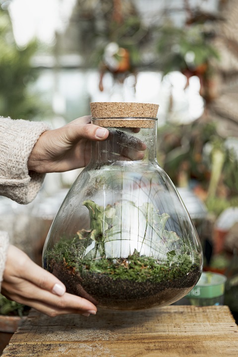 close-up-woman-holding-jar-with-plants.jpg Женщина держит в руках закрытый флорариум с растениями