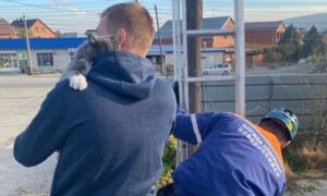 В Новороссийске спасли оцепеневшего от страха кота