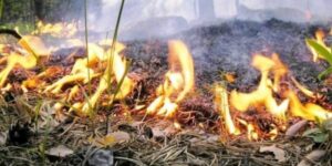 Лесной пожар возник около базы отдыха «Каньон» под Туапсе