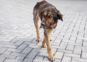 Бродячий пес укусил ребенка в Краснодаре