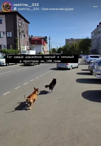Жажда славы? Блогер «Мага-торнадо» вышел на новый уровень цинизма