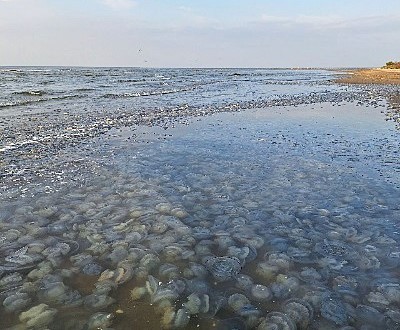 Учёные прогнозируют нашествие медуз в Азовском море в ближайшие годы