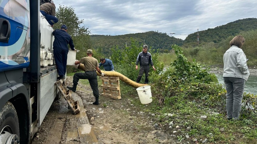 Около 400 тысяч мальков краснокнижного лосося выпустят за осень в Сочи