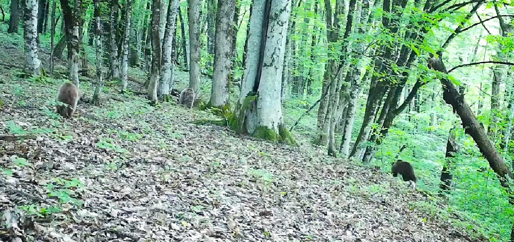 Гуляют по парковке и воруют мусорные баки: медведи кошмарят жителей горных курортов Сочи