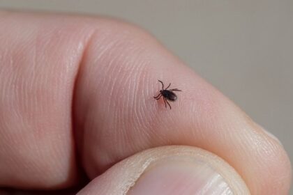 Сезон клещей стартовал на Кубани раньше обычного
