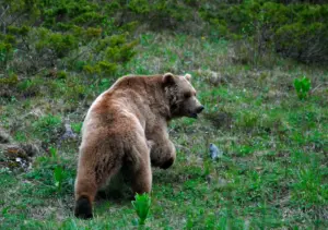 Медведь в дикой природе