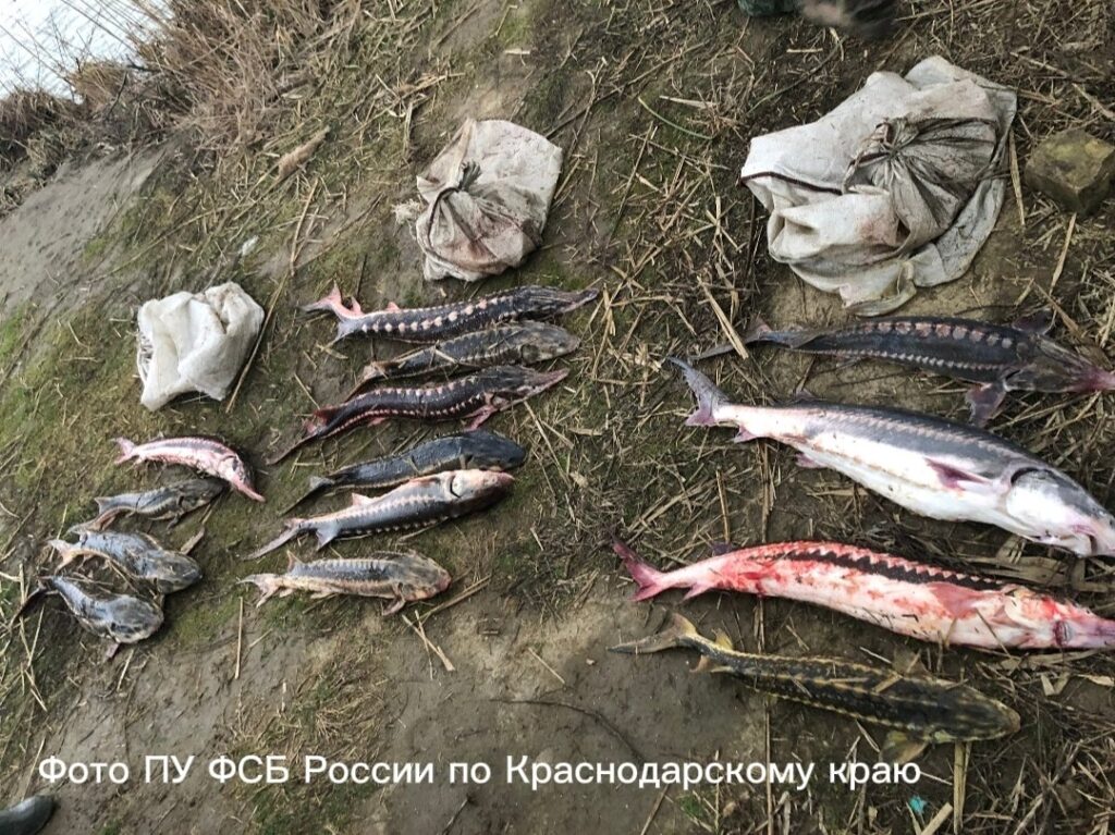 Улов браконьера