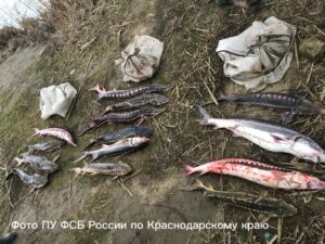 Улов браконьера