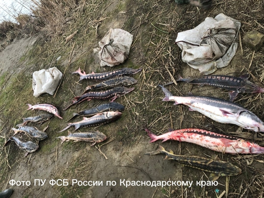 Улов браконьера