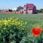 В поле красный цветок