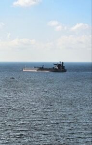После ЧП с танкером в районе Сочи находят птиц в мазуте